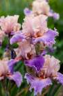 USA, Oregon. Garden in full bloom with close-up of bearded iris Art Print